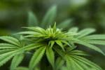 Marihuana [Bild]