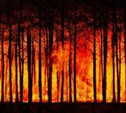 Waldbrand [Bild]